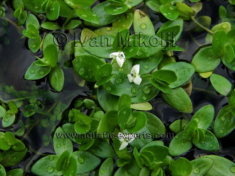 Utricularia sp.